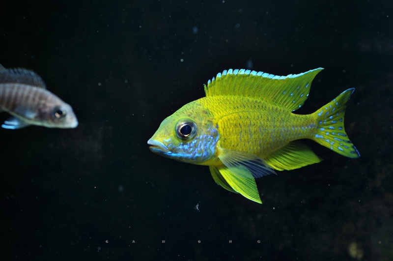 Aulonocara baenschi 'Nkhomo reef'